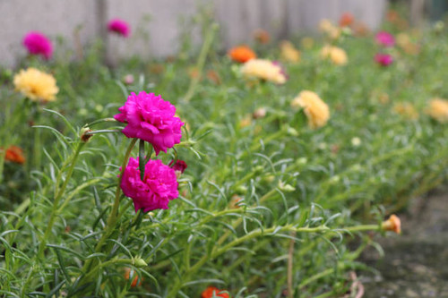 the flower with green leaves on the ground by the wall..jpg