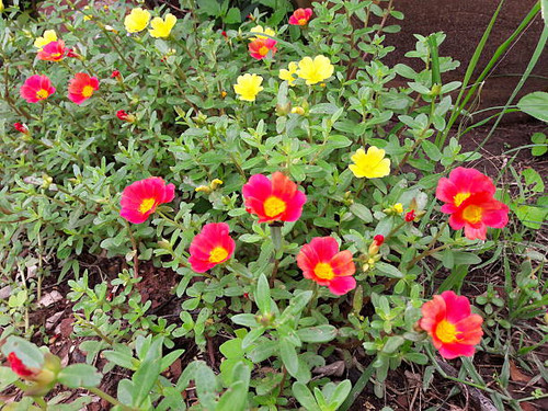 Red yellow flowers fold swarm.jpg