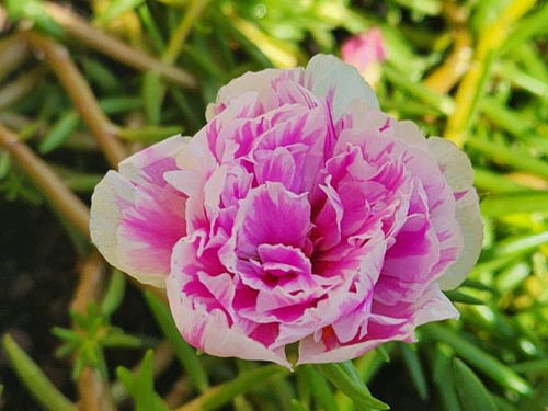 The double pink and white flower of Portulaca grandiflora showcases a charming combination of colors.jpg