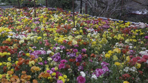 Different species of plants in a nursery.  Beautiful greenery around . Apple prores 422 4k.jpg