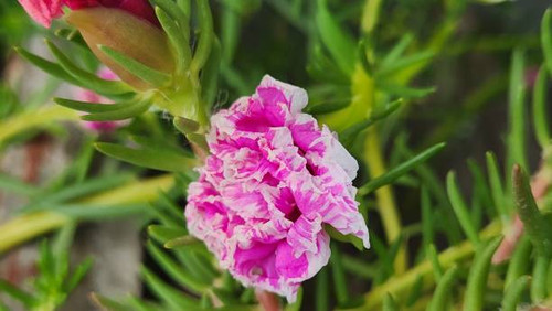 The double variegated (pink and white) flower of Portulaca grandiflora enchants with its unique comb.jpg