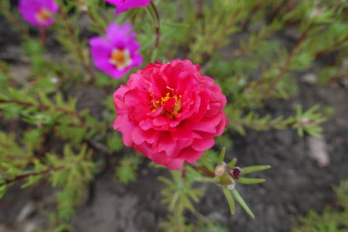 Double red and pink flowers of Portulaca grandiflora in August.jpg