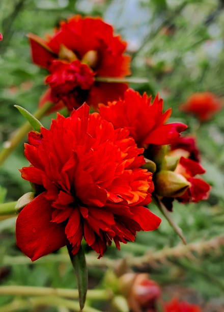 There were just a few photos today, but the presence of God was always constant, delicacies and pomp.jpg