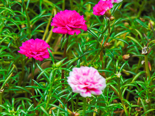 A detailed view of the pink flowers of Moss rose purspane (Portulaca grandiflora) in the flowerbed..jpg