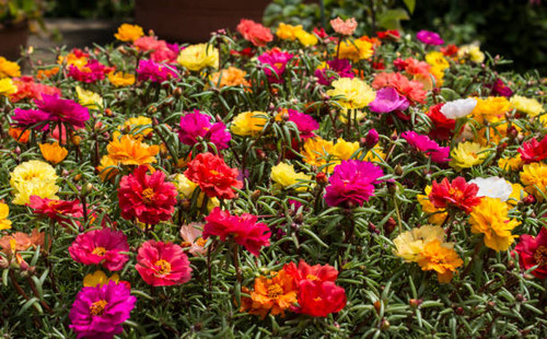 Group of colorful flowers.jpg