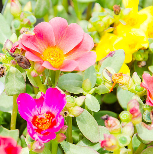 Colorful flowers.jpg