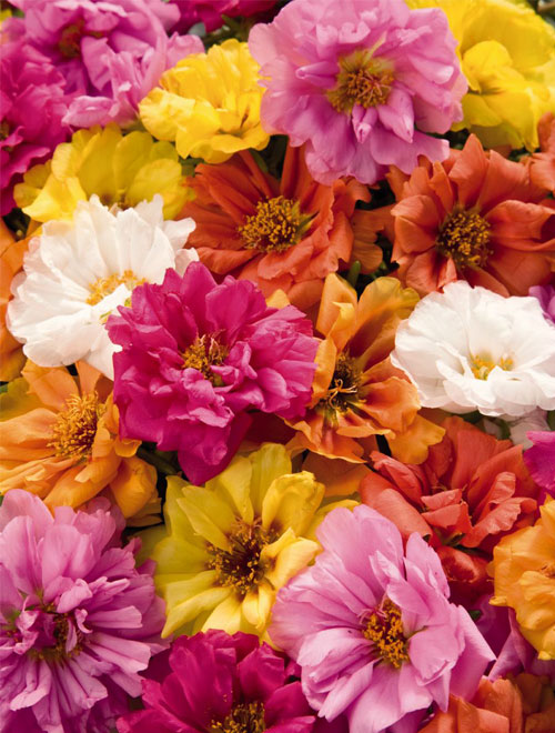 60 Portulaca F 1 Sundial Mix jpg.jpg