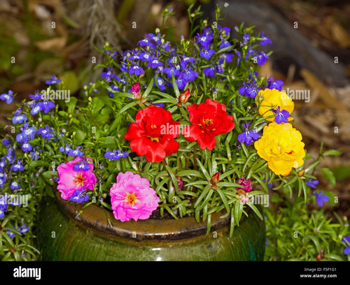 61 mass of colourful spring flowering annuals yellow red pink portulacas F5 P1 G1 jpg.jpg