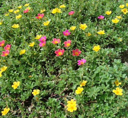 44 Portulaca grandiflora Mix Colours 1 11 700x933 1 9b125c1d 85b2 44fe 9ddc d61a57886e47 jpg.jpg