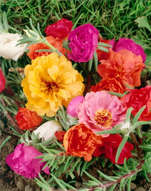 61 PORTULACA GRANDIFLORA DOUBLE MIX 1200x630 proportionalbiggest.webp