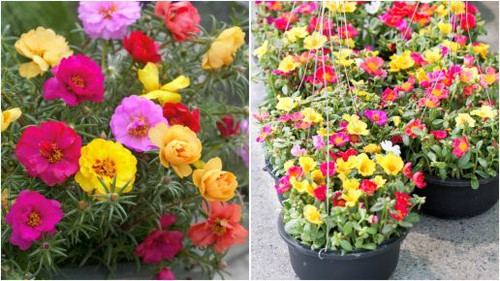 43 portulaca sundial mix 005 jpg.jpg