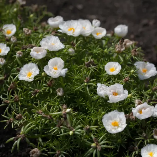 Happy Hour Coconut Portulaca 2.webp