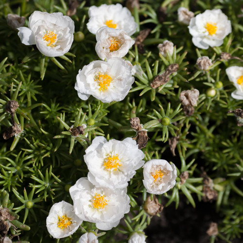 Happy Hour Coconut Portulaca 1.jpg