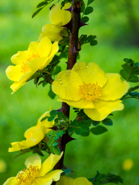 yellow flowers of dogrose close-up"t.jpg