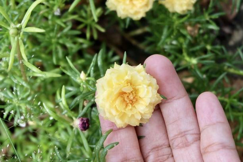 Beautiful Flower, Gardener Hodling Fresh Yellow Purslane, Moss Rose, Ten O'Clock, Sun Rose or Portul.jpg