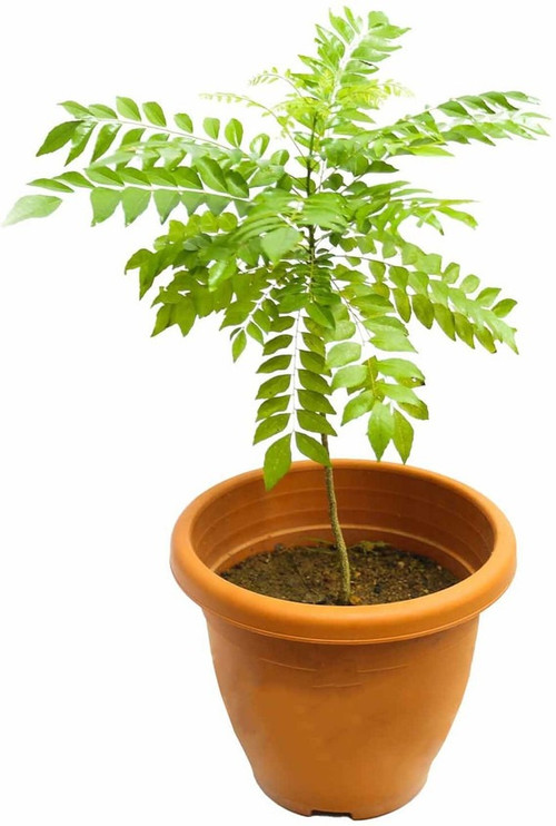 perennial yes yes kadi patta cur.jpg