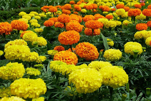 Best Marigold Varieties Feature.jpg