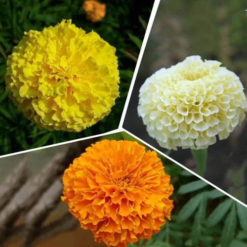 60 mixed marigold flower seeds b.jpg