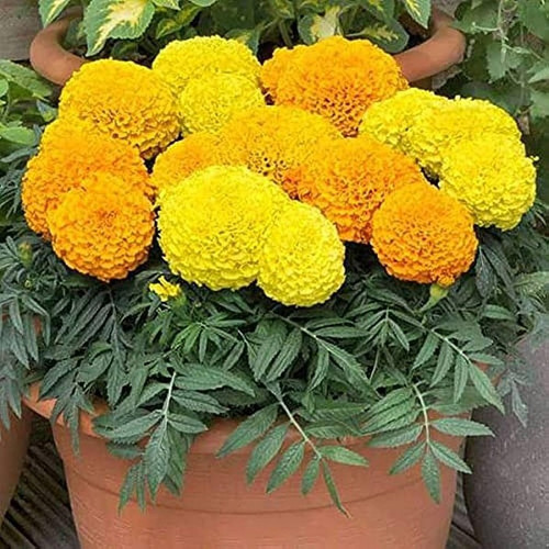 65 1vvvmarigold flower seeds bds.jpg