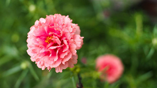 Little Pink Portuaca Flower Blooming.jpg