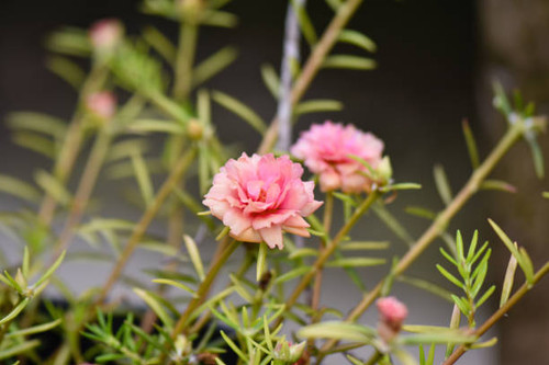 The freshness of flowers in the garden in summer, selected focus.jpg