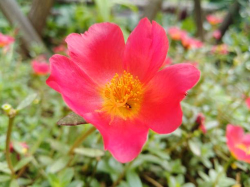 Various kinds of flowers that could be found in one's garden..jpg