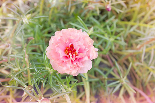 Lovely pink flower sun plant or pursley with sweet mood.jpg