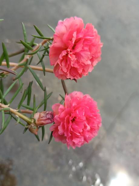 Moss-rose Purslane / Portulaca grandiflora Pink dark and light Flower in the garden.jpg