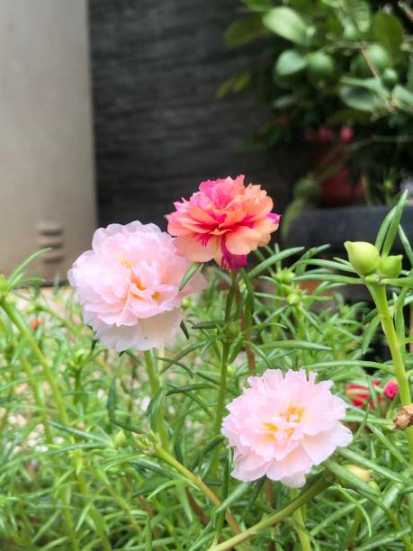 My tiny garden.jpg