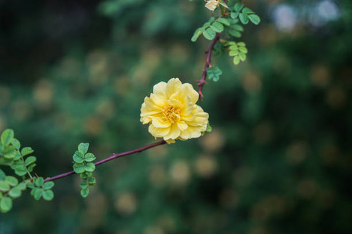Yellow thorn rose yellow flowers.jpg