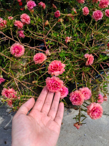 The Fully Double Moss Rose (Portulaca Grandiflora) Flower Touched by A Woman's Hand.jpg