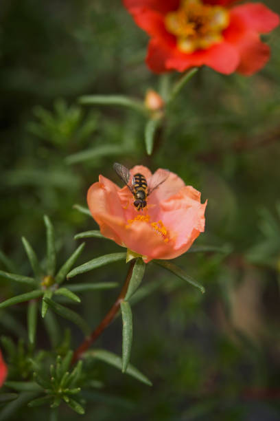 Moss Rose (Portulaca grandiflora).jpg