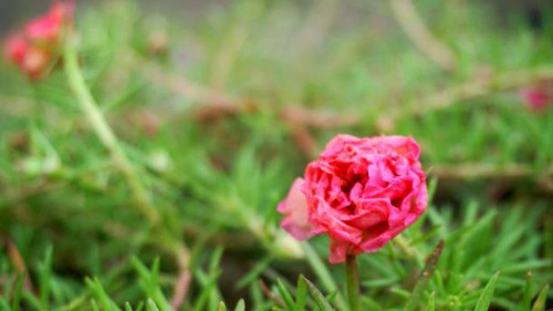 beautiful flowers blooming flowers.jpg