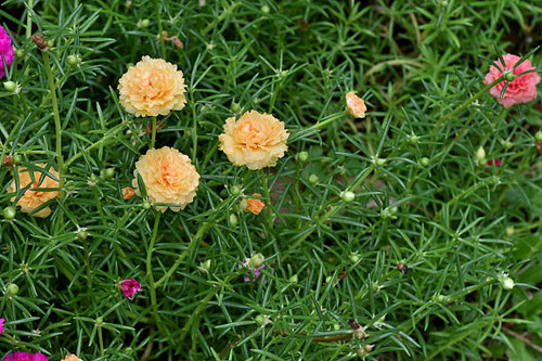 The yellow colored blooms that can be planted as bedding plants or ground cover..jpg