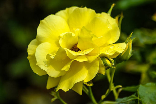 English Summer Garden Flowers.jpg