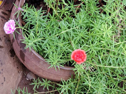 Flower nine o'clock, nature, branch, spring..jpg