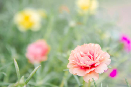 flower vintage blooming in the morning time.jpg