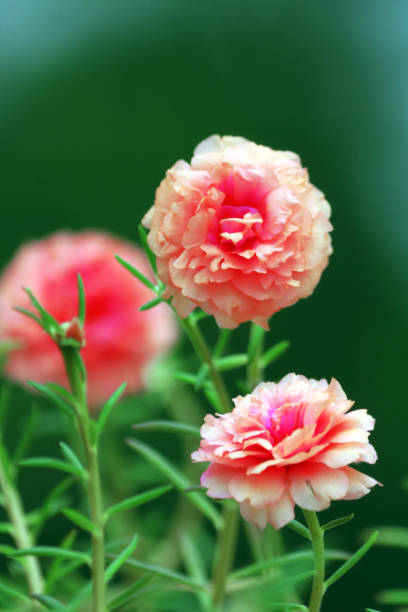 freshness for mind.jpg