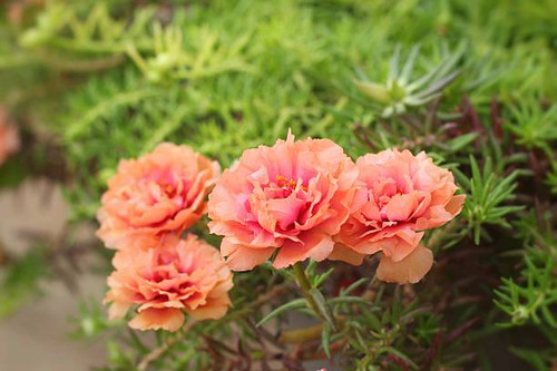 Flowering Purslane - pink flowers at the nature.jpg