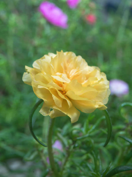 Flower petals Moss-rose purslane Portulaca yellow closeup detail with green leaf background.jpg