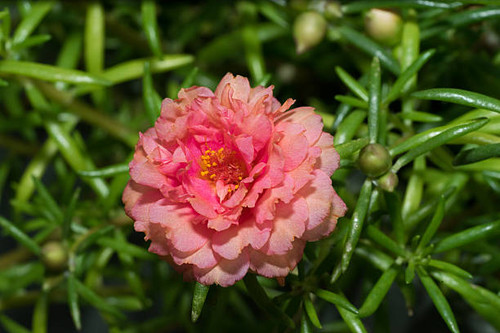 old rose color portulaca in the garden.jpg