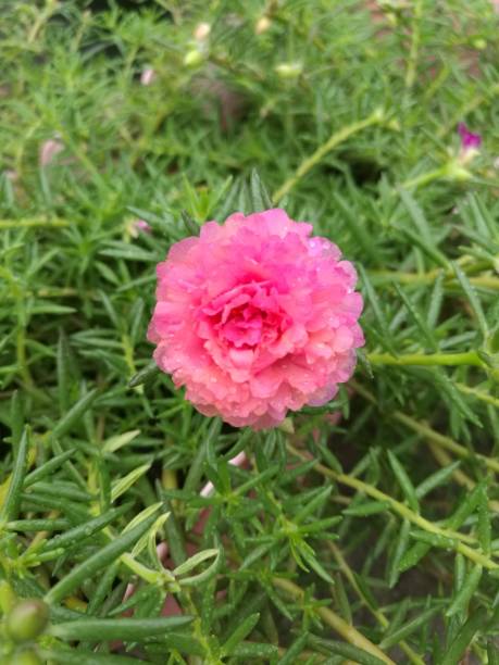 Plants falling apart, plumped in the vegetables, spreading along the surface of the soil. Single Lea.jpg