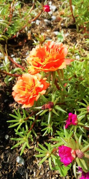 Multi-colored flowers in a garden.jpg