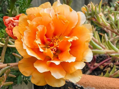 A photo taken in Melbourne Australia.jpg