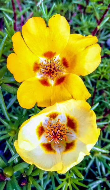 Yellow flowers with starry center in red tones with green leaves background.jpg