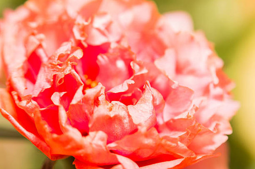 fresh flower beautiful colorful portulaca oleracea in morning, thailand.jpg