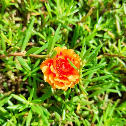 Orange Japanese Rose blooms in the morning.jpg