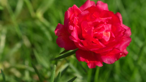 Hone bees taking honey from red 10 O clock flowers.jpg