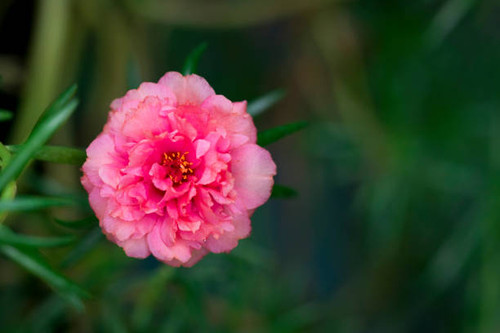 Image of beautiful pink flowers  in the garden., Common Purslane, Verdolaga, Pigweed, Little Hogweed.jpg
