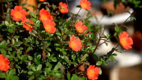 Common purslane flower blooming at morning..jpg